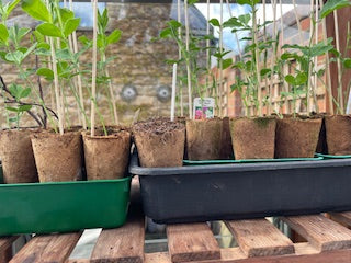 Jonathan from Leeds grows sweet peas, French Marigolds and Salvia using our fibre pots