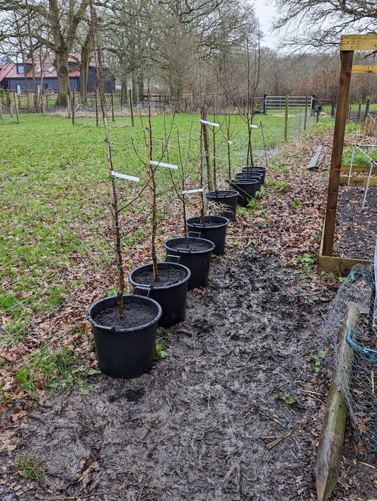 Sarah from Kingsley, Hampshire is growing fruit trees using our 30L container pots