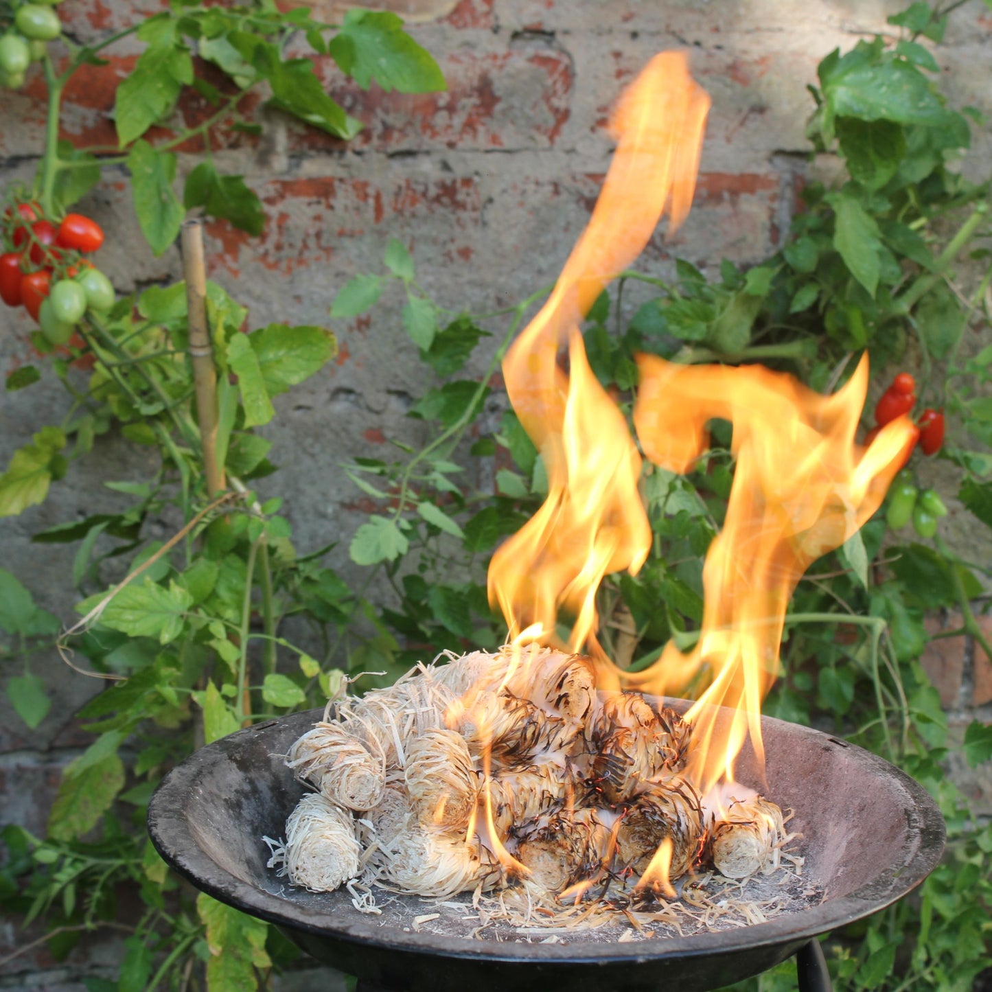 Natural Wood Wool Firelighters - Available in Bag of 20 and Box of 200