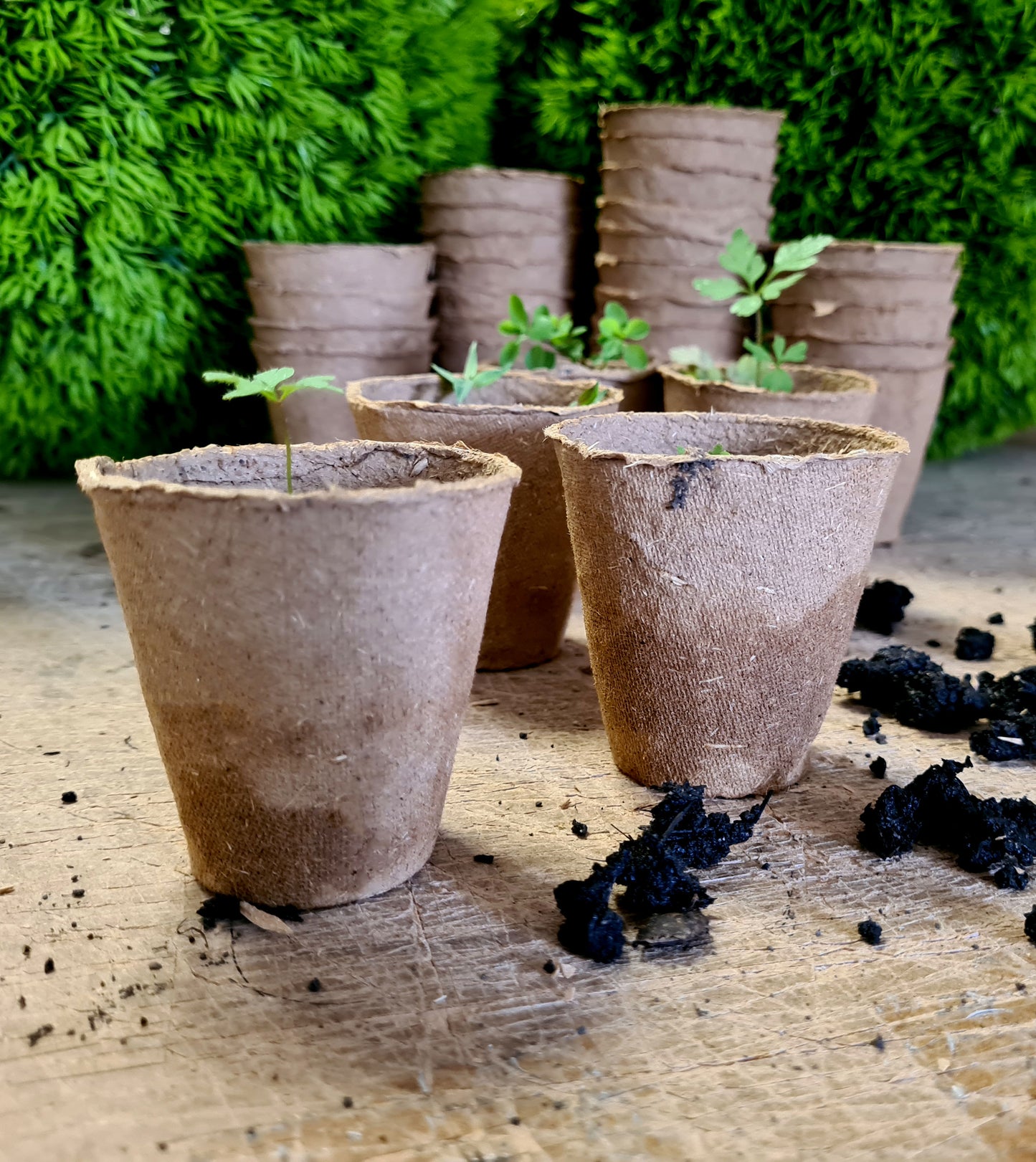 THE MEGABOX - 1152x 6cm Peat Free Round Fibre Pots