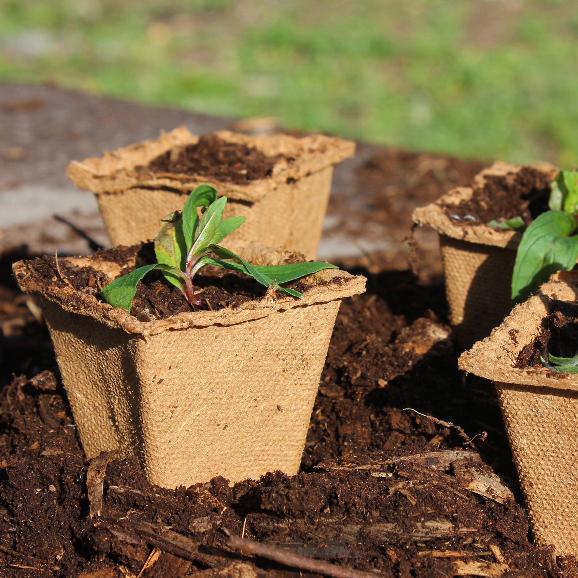 can you plant fibre pots 6cm Square Fibre Pots (80-pack)