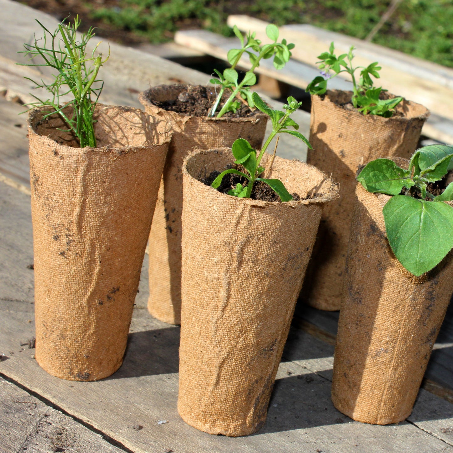 5cm Deep Root Training Fibre Pots, 9cm Tall (48-pack)