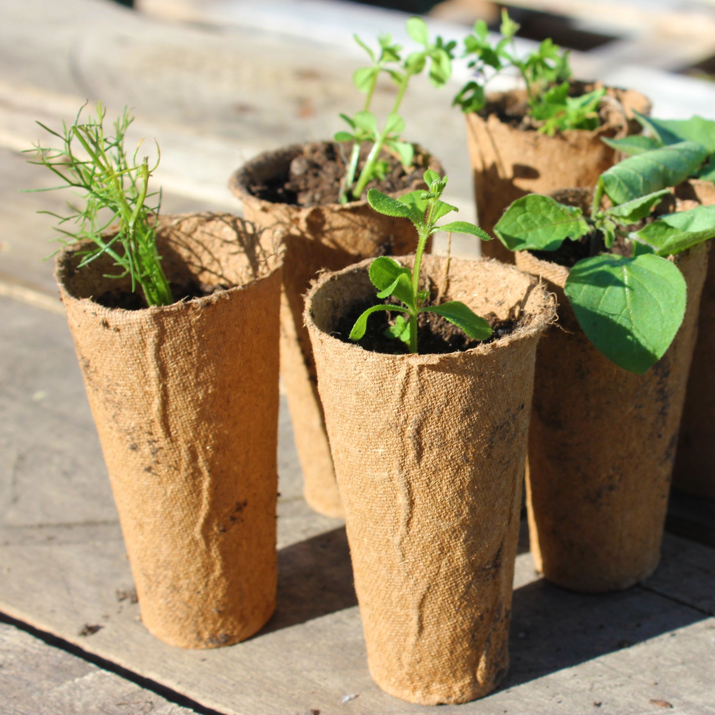 5cm Deep Root Training Fibre Pots, 9cm Tall (48-pack)